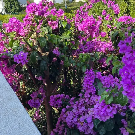 Гостевой дом Mar - Parede-cascais