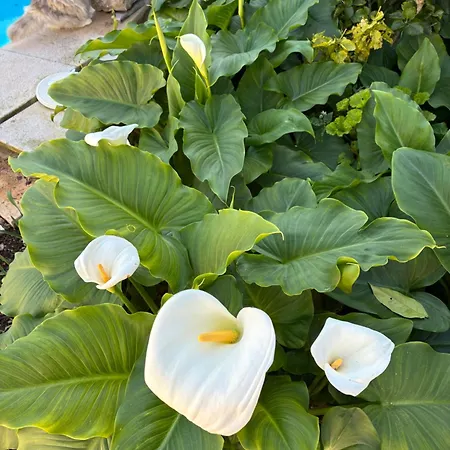 Mar - Parede-cascais Guest house Parede