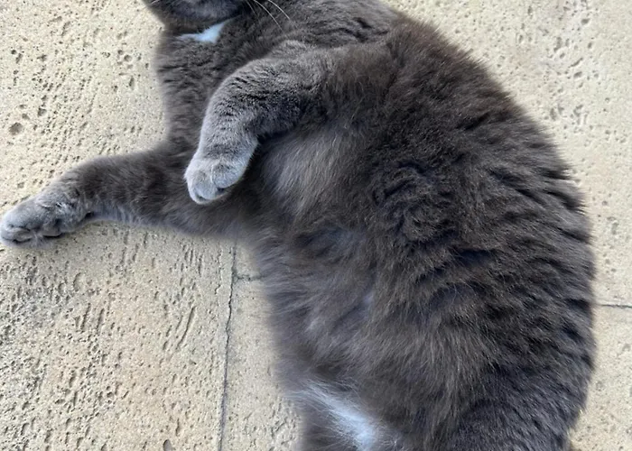 Mar - Parede-cascais ゲストハウス パレーデ