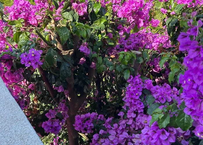 ゲストハウス Mar - Parede-cascais