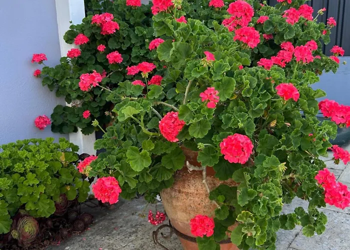 Mar - Parede-cascais パレーデ