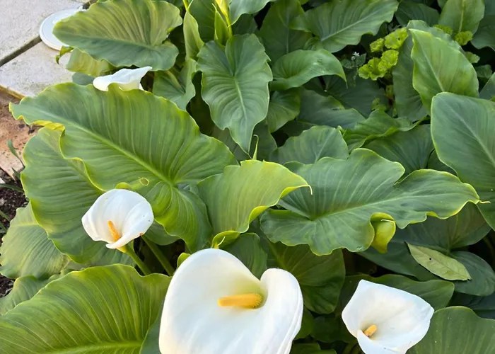 Mar - Parede-cascais ゲストハウス パレーデ